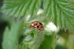 Harmonia axyridis