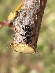 Phymatodes obliquus