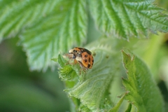 Harmonia axyridis