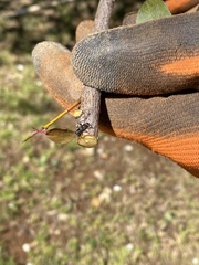 Phymatodes obliquus