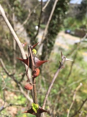 Zanthoxylum simulans