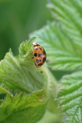 Harmonia axyridis