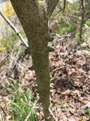 Zanthoxylum simulans