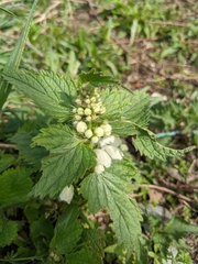 Lamium album