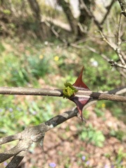 Zanthoxylum simulans