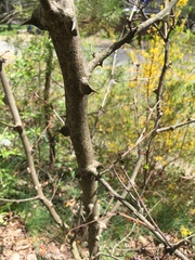 Zanthoxylum simulans