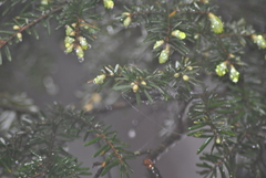 Tsuga chinensis