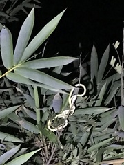 Philothamnus punctatus