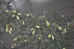 Tsuga chinensis