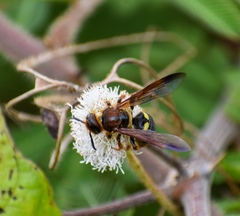 Xanthocampsomeris fulvohirta