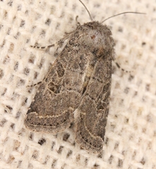 Protorthodes melanopis