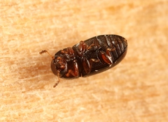 Cis castaneus