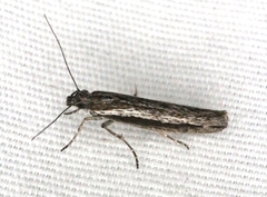 Ypsolopha flavistrigella