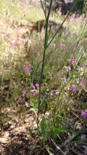 Ballast Toadflax