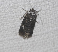 Proteuxoa goniographa