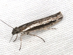 Ypsolopha flavistrigella