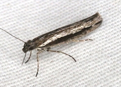 Ypsolopha flavistrigella