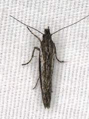 Ypsolopha flavistrigella