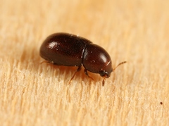 Cis castaneus