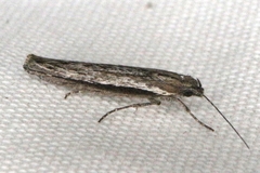 Ypsolopha flavistrigella