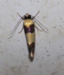 Telecrates laetiorella