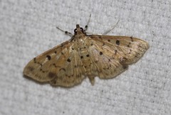 Herpetogramma cynaralis