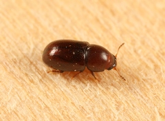 Cis castaneus