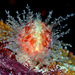 Nucleolaria nucleus - Photo 由 uwkwaj 所上傳的 (c) uwkwaj，保留部份權利CC BY-NC
