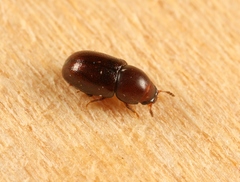 Cis castaneus