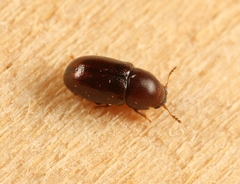 Cis castaneus