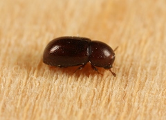 Cis castaneus