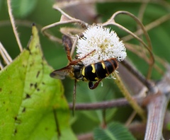 Xanthocampsomeris fulvohirta