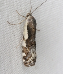 Tarache augustipennis