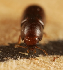 Cis castaneus