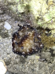 Discodoris boholiensis