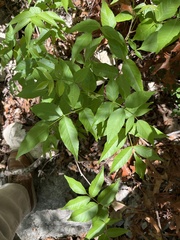 Ungnadia speciosa