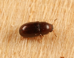 Cis castaneus