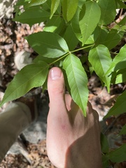 Ungnadia speciosa