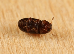 Cis castaneus