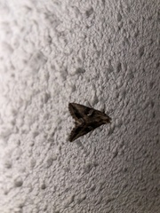 Lepidoptera