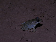 Leptodactylus intermedius