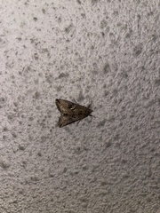 Lepidoptera