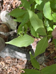 Ungnadia speciosa