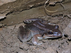 Leptodactylus bolivianus