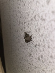 Lepidoptera