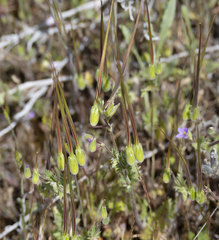 Erodium brachycarpum