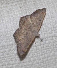 Dissomorphia australiaria