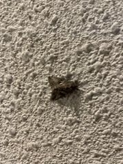 Lepidoptera