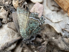 Callophrys mcfarlandi
