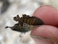 Callophrys mcfarlandi